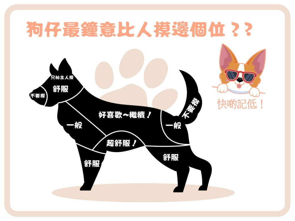 【毛孩知識】狗仔最鐘意比人摸邊個位
