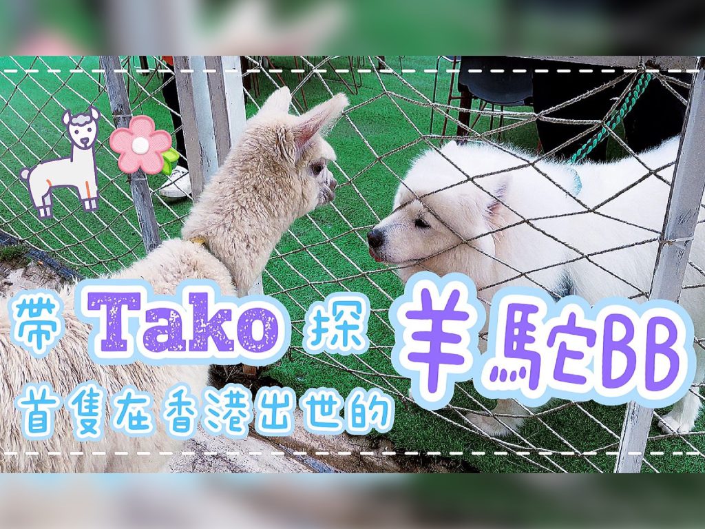 【毛孩街x Big Dog Channel】
